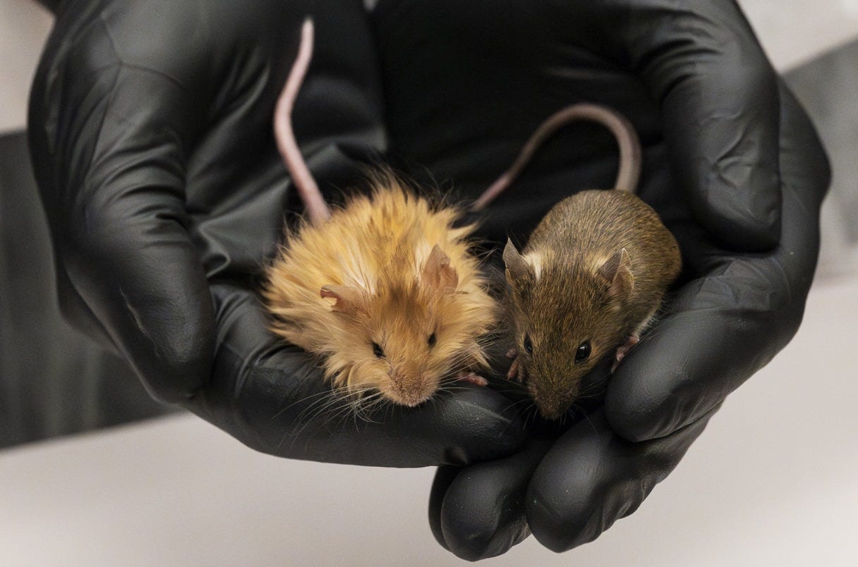 Mouse with a mammoth's pelt makes superfuzzy debut | Science | AAAS