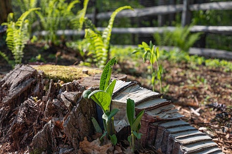 Moldy books, comfrey, light,emergence