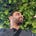 Yussuf Sameh's avatar