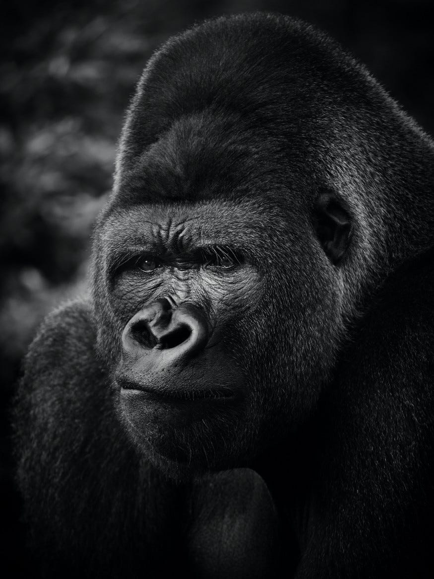 Pensive gorilla.