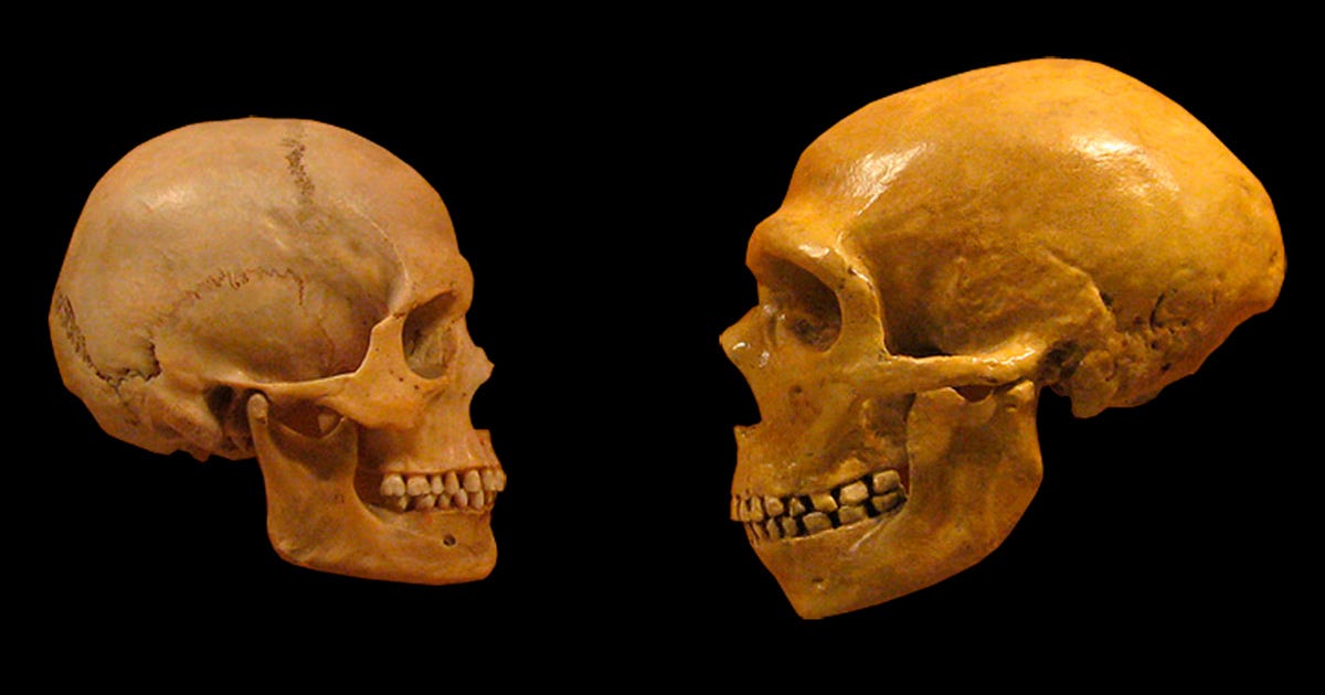 Imagem de fundo neutro mostra dois crânios frente a frente: um de Homo sapiens, à esquerda, e outro de Homo neanderthalensis, à direita, para fins de comparação morfológica. O crânio neandertal é maior e mais alongado - Foto: Mike Baxter / via Wikimedia