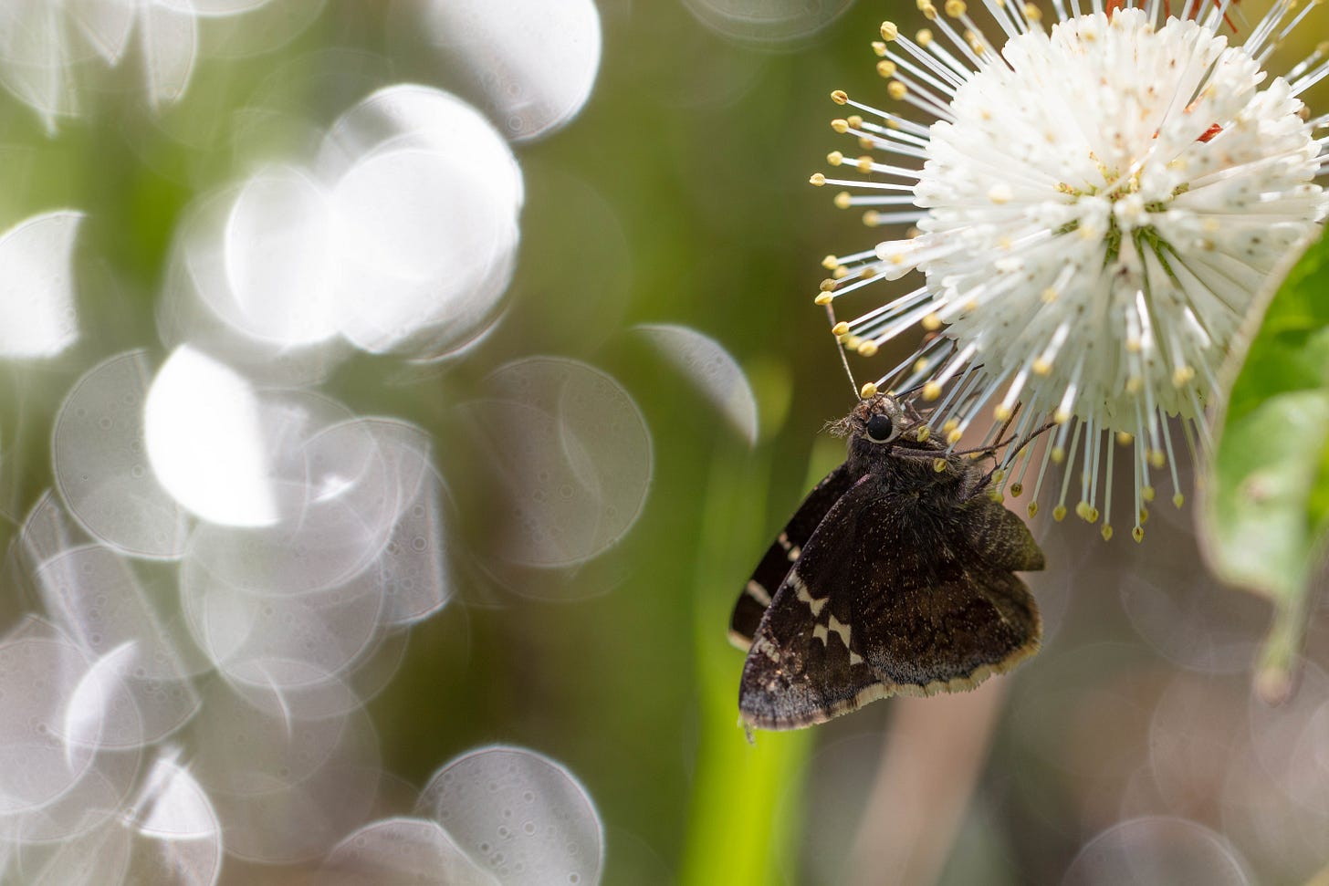 Against a background of white sparkles, a dark brown and white butterfly visits a big round ball of white flowers