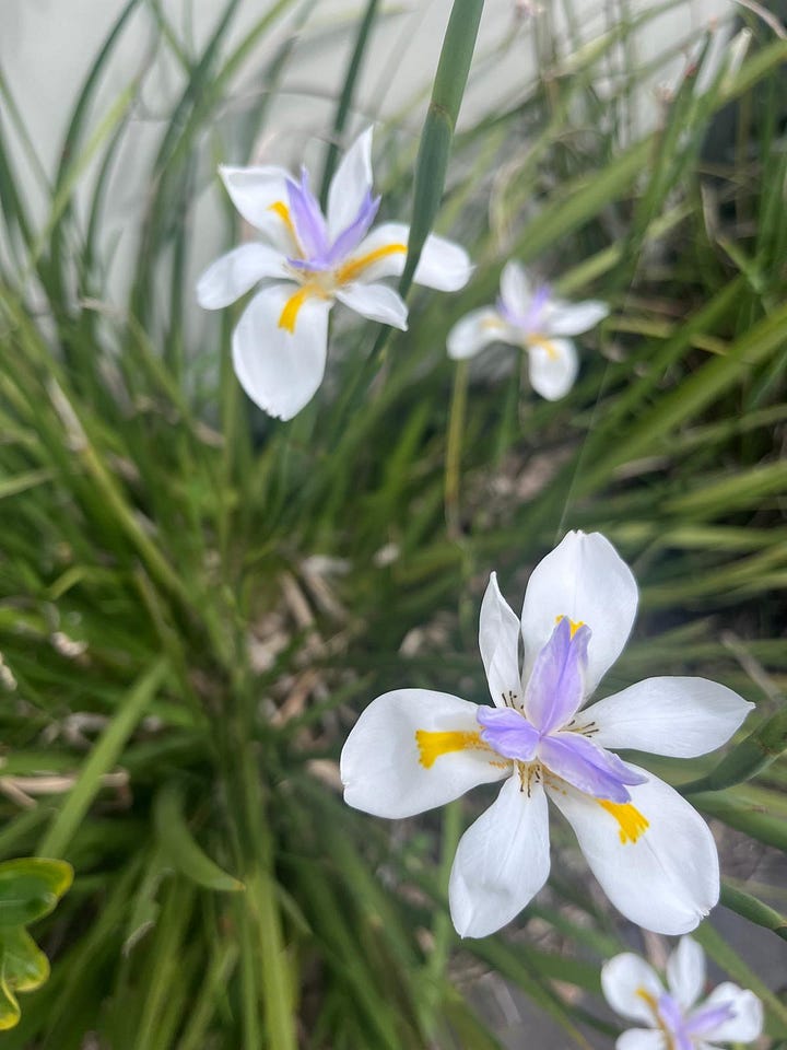 A selection of flowers spotted around Brisbane