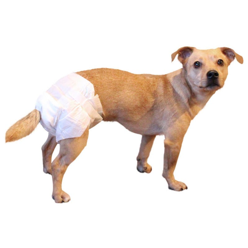 Pañal Perro Macho Pañales Desechables Para Perras - Absorbentes Y Antiderrames  Pañales Para Perros