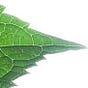 Strangeleaf's avatar