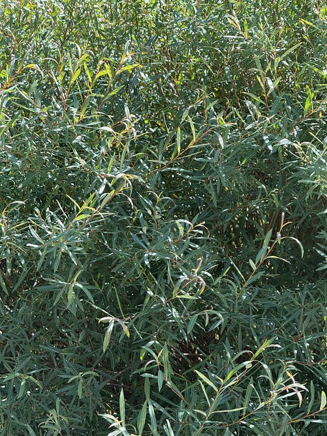 teal plants