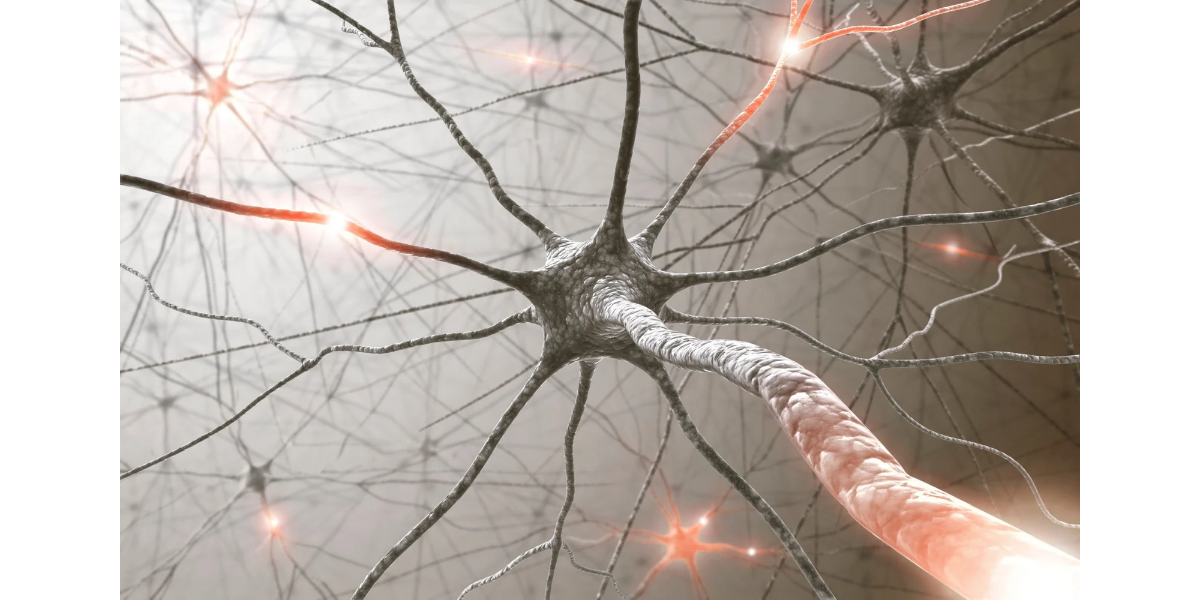 Neurons with branching dendrites and glowing synapses on a light background, highlighting neural communication in the brain.