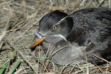 Protection Island (Washington) - Wikipedia