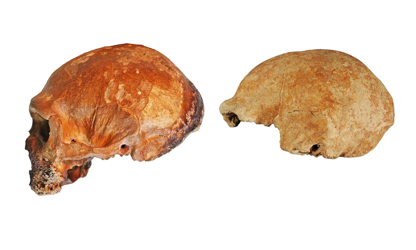 Images of two crania: Guattari 1 (left) and Guattari 17 (right)