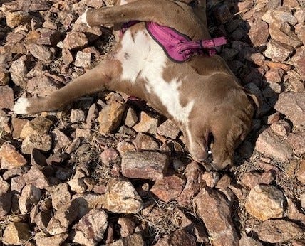 May be an image of dog and outdoors