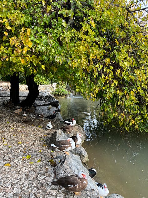 Walks at Athens National Garden