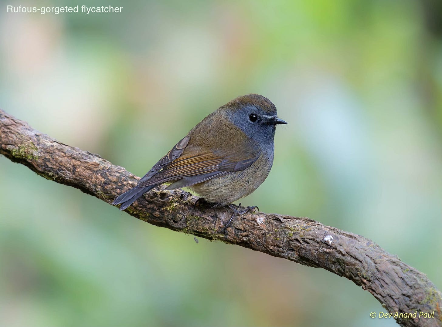 May be an image of bird and text that says 'Rufous-gorgeted flycatcher ©DevAnand Paul'