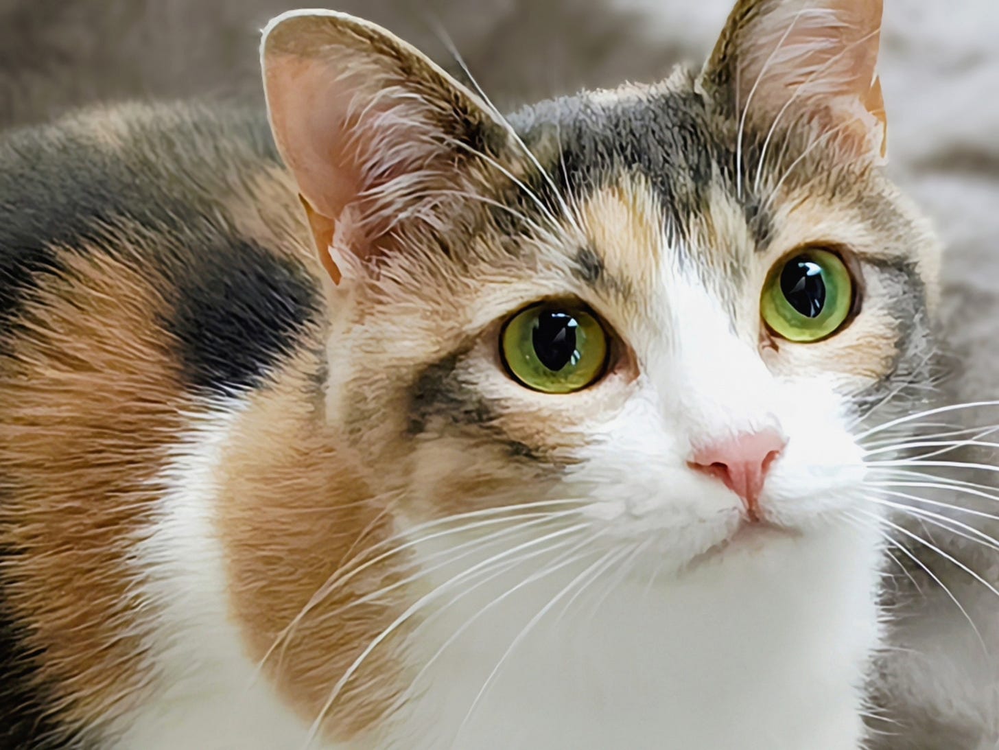 calico cat calico cat