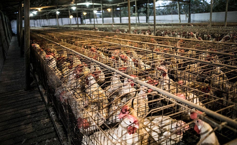 In 'Barn 8,' an Unsparing Look at the Industrial Chicken Industry - The  Texas Observer