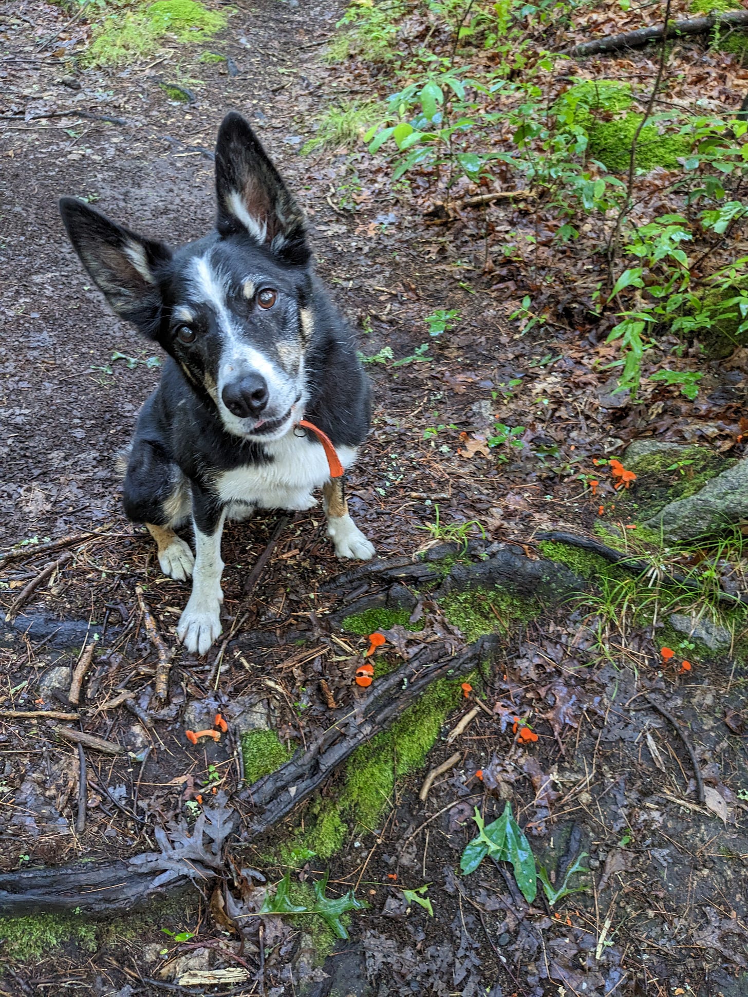 Dog sitting in front of a trail junction
