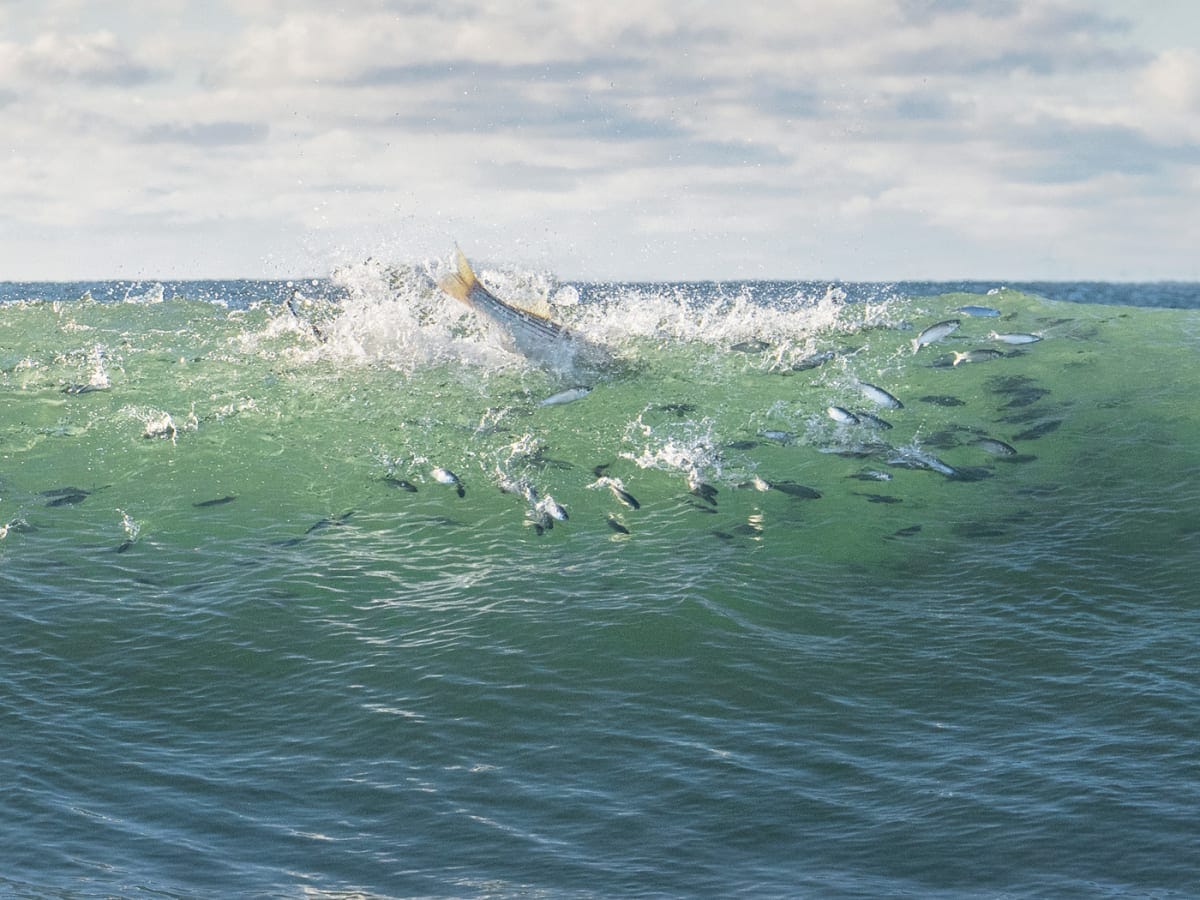 Dispatch from Fall - Anglers Journal - A Fishing Life