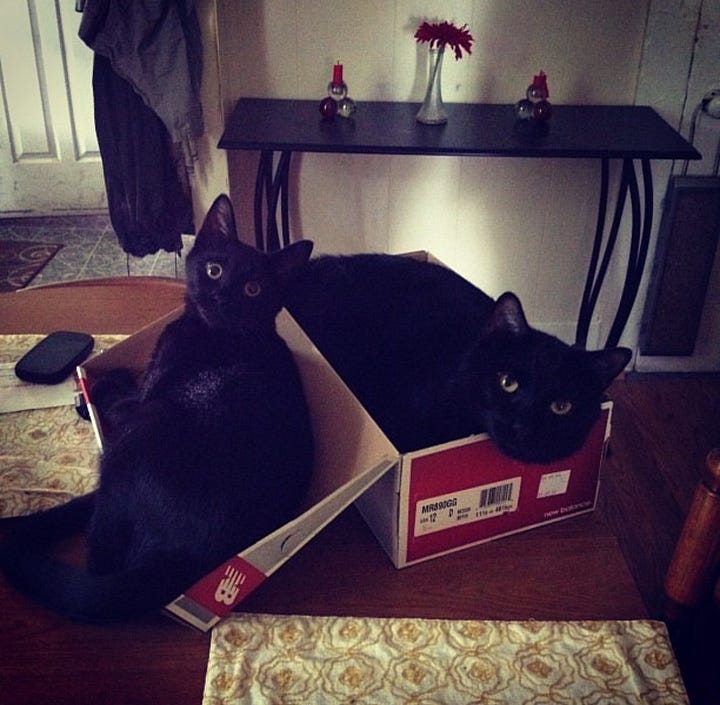 Ellum and silly in various pictures together looking out the window, snuggling in bed, on a bag, and in a shoebox together.