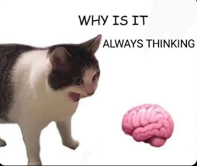 cat yelling at brain why is it always thinking