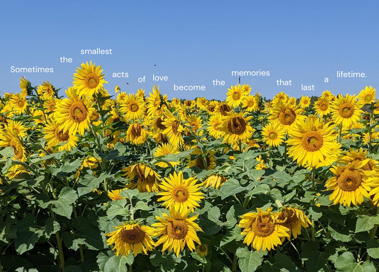 field of sunflowers with quote, sometimes the smallest acts of love become the memories that last a lifetime