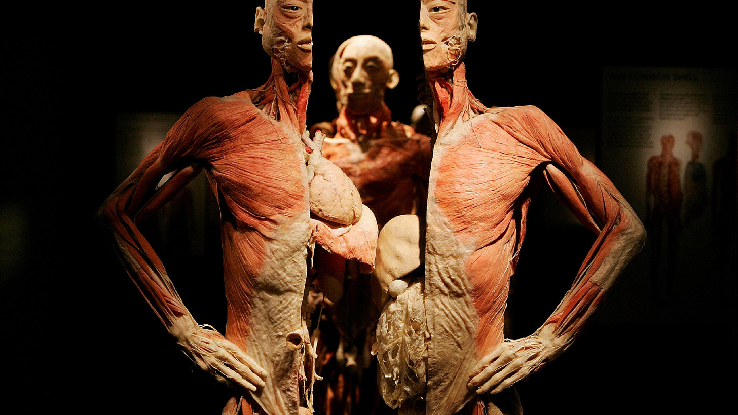 Facts and Information About the Human Body