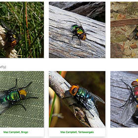 Flies as Carriers of Viruses