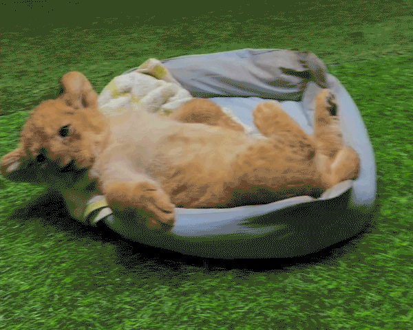 Objavljene uganke in nasveti za reševanje križank ter lokalne novice iz ZDA in Mehike