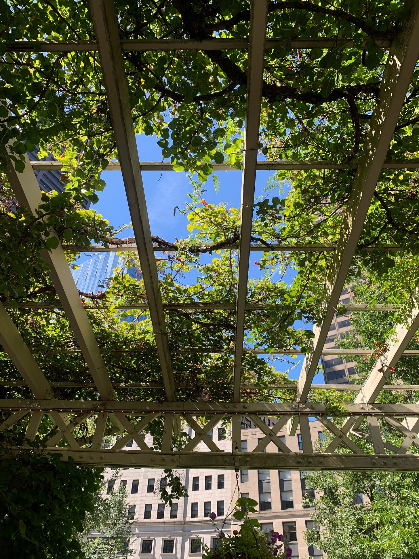 The wooden bars of an arbor stretch overhead, with vines intertwined amongst them. A few flowers have not been eaten by the sparrows, who apparently love to devour small red flowers. Who knew?