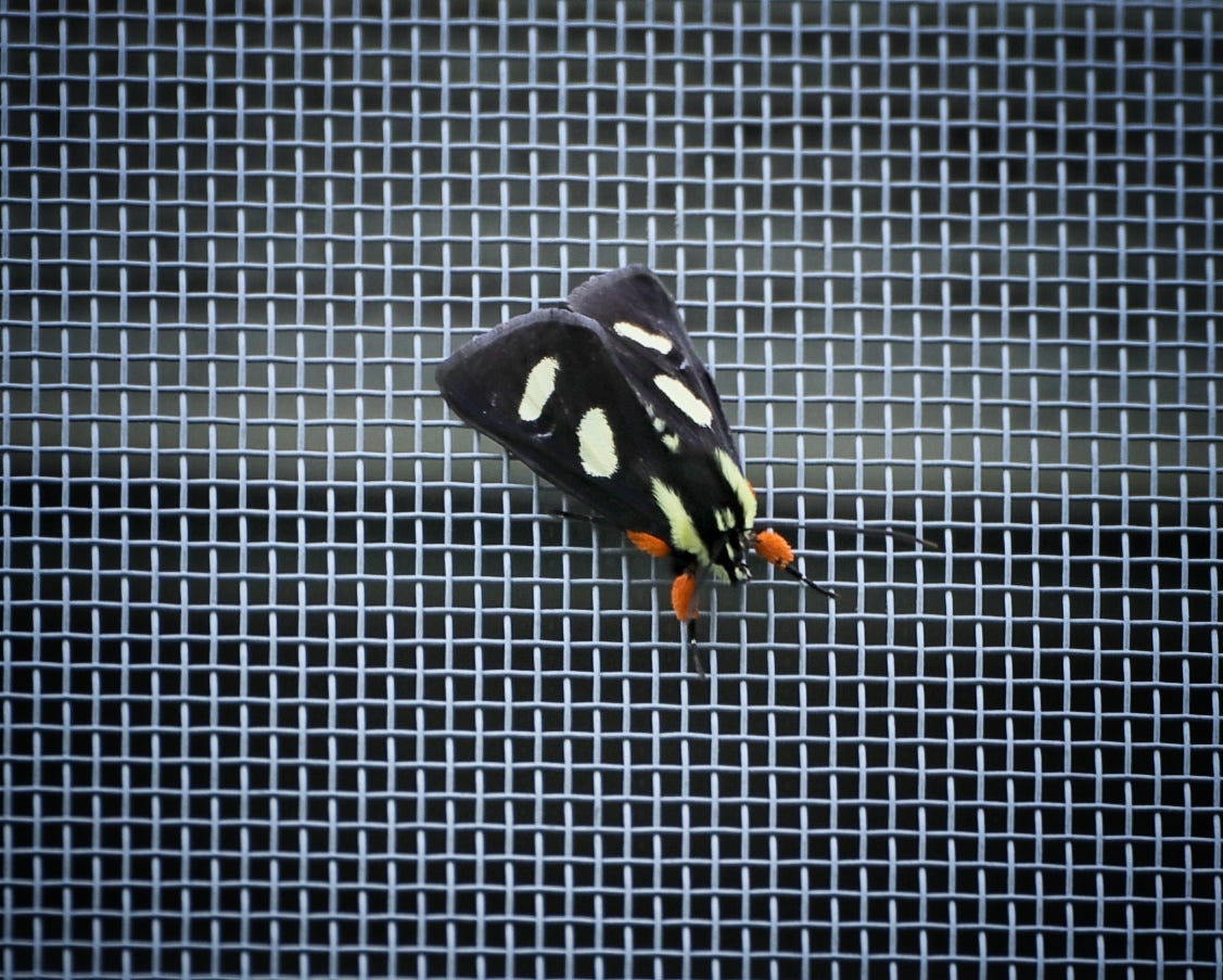 eight-spotted forester moth