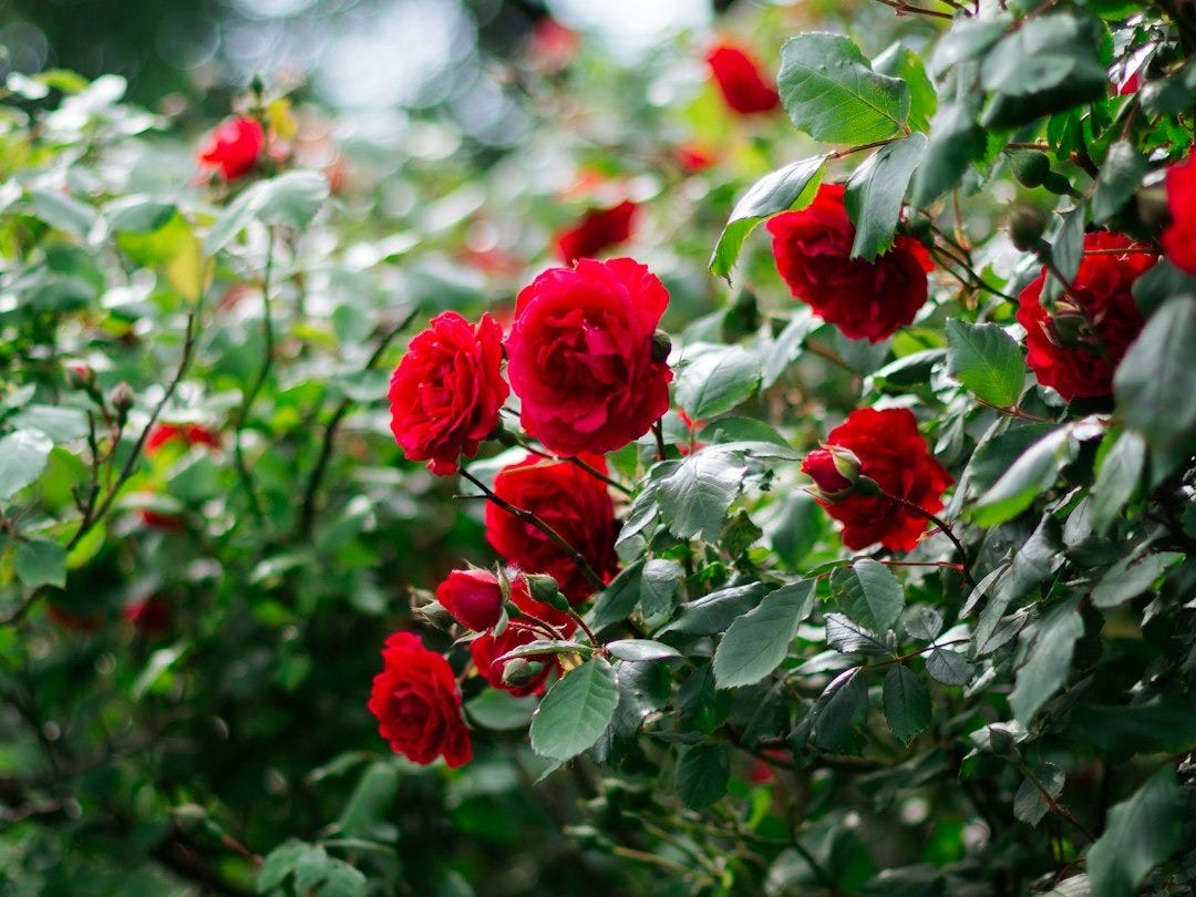 red roses in tilt shift lens