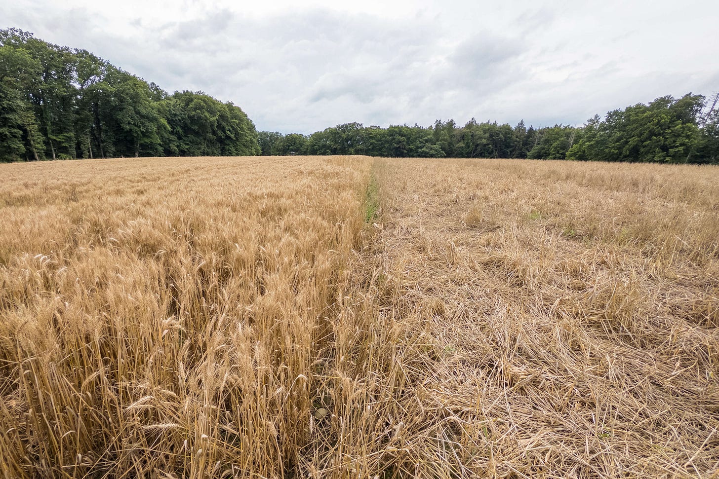 Von Wildschweinen zertrampeltes und umgepflügtes Weizenfeld.