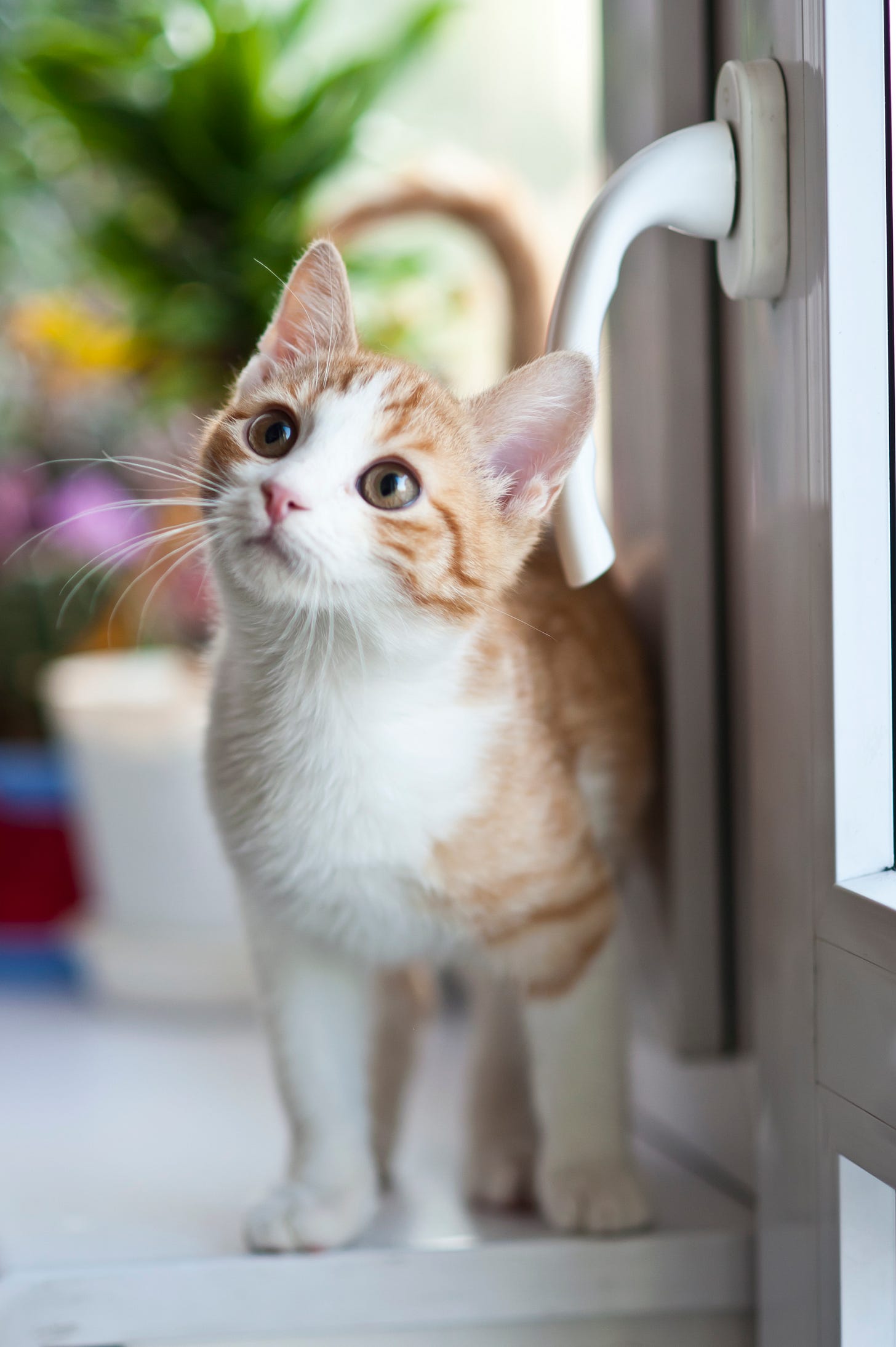 Kitten's vacant expression makes Kitten look WAY cuter than you Kitten's vacant expression makes Kitten look WAY cuter than you