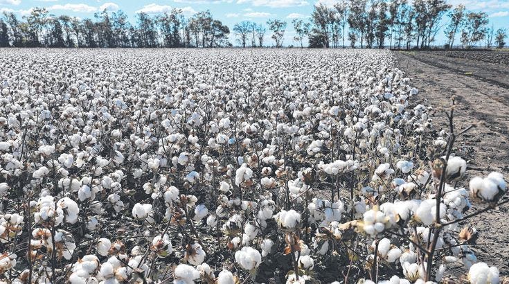 This may contain: a large field full of cotton plants with trees in the background and blue skies above