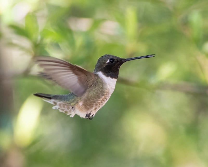 20250901-MaderaCanyon-179-Edit.jpg 20250901-MaderaCanyon-179-Edit.jpg