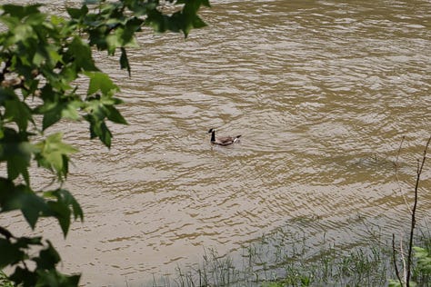 L to R a big waterfall, a rock cliff with a small waterfall, a Canada goose in a muddy river