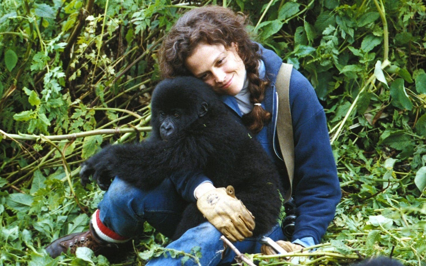 Viewer Guide: Gorillas in the Mist and Hachi: A Dog's Tale | Blog | Reel 13  | THIRTEEN