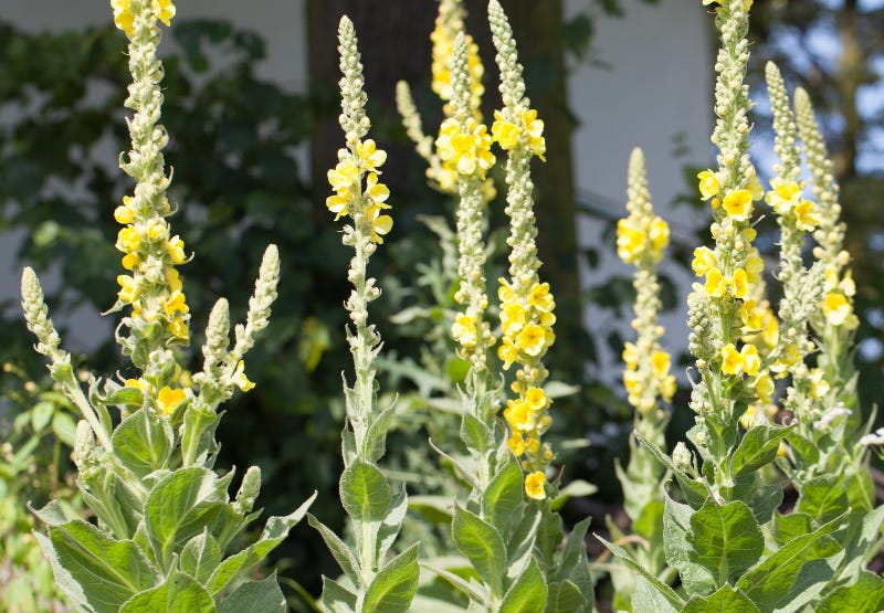 Mullein Appearance and Location Mullein Appearance and Location