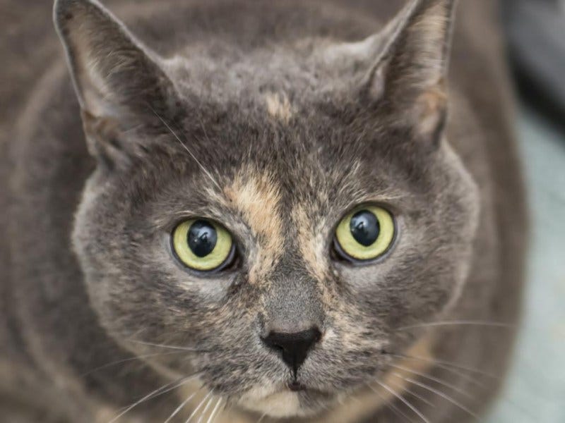 Grace, a gentle giant, seeks a new home