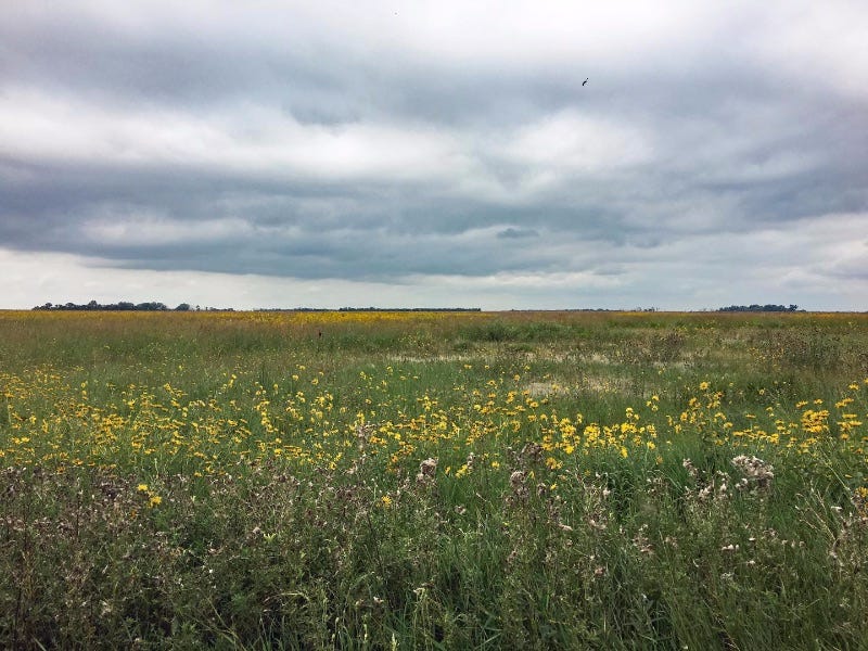 Image of field of wildflowers. Image of field of wildflowers.