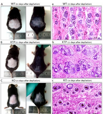 Figure: Tβ4-induced mouse hair regrowth in wild-type, KTP, and knockout models Figure: Tβ4-induced mouse hair regrowth in wild-type, KTP, and knockout models