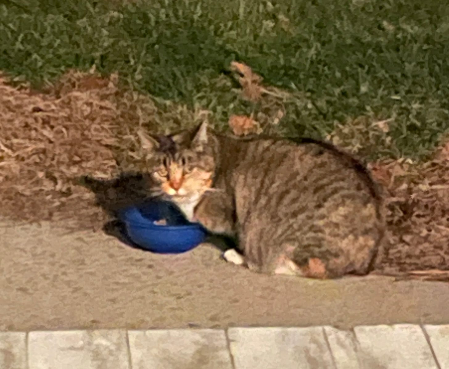 Picture of a feral cat glaring at the camera.