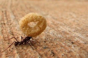 Go To The Ant