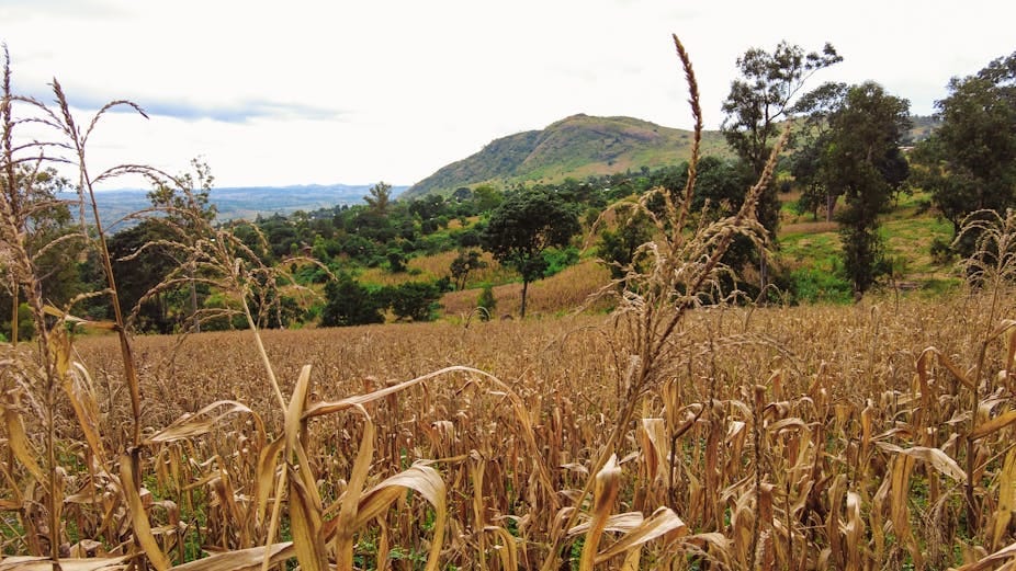 A field of dried out maize plants with a hill in the background A field of dried out maize plants with a hill in the background