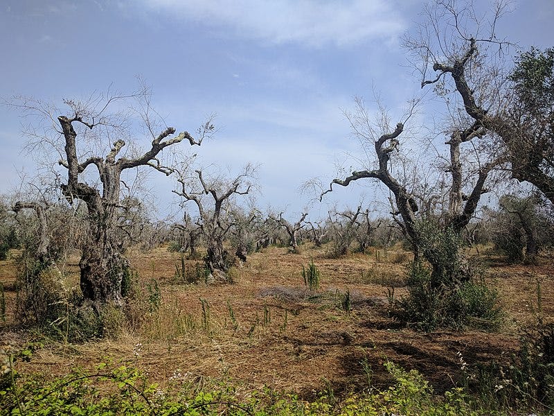File:Olivenhain mit Xylella fastidiosa bei Surano LE 190710.jpg File:Olivenhain mit Xylella fastidiosa bei Surano LE 190710.jpg
