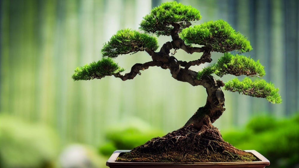 What is bonsai? | Sustainability from Japan - Zenbird