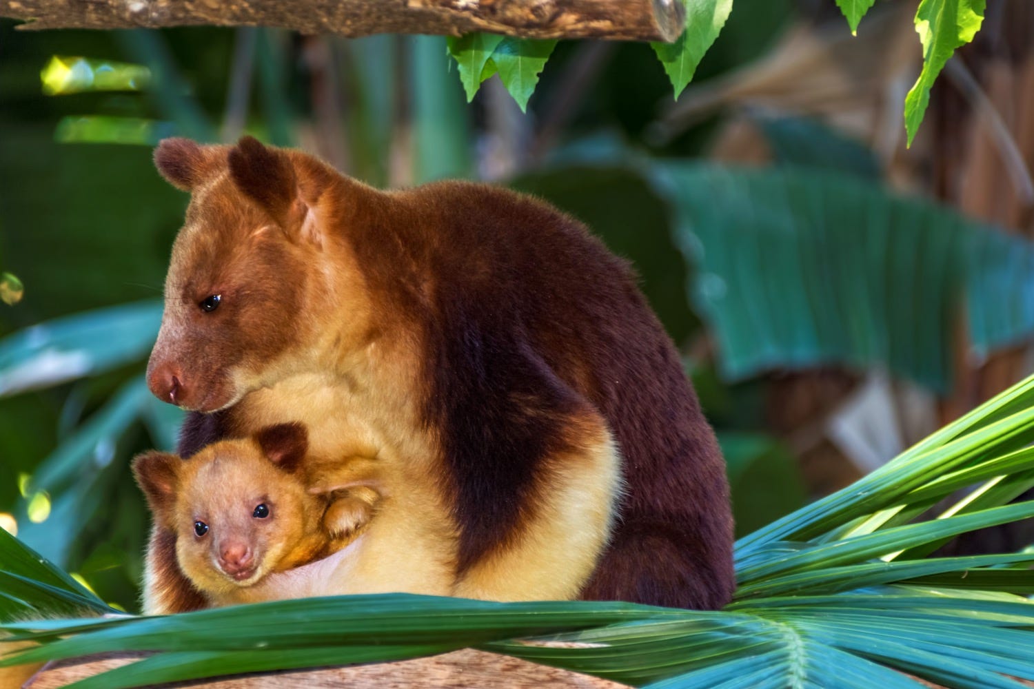 This baby Goodfellow’s tree kangaroo “came out slaying!”