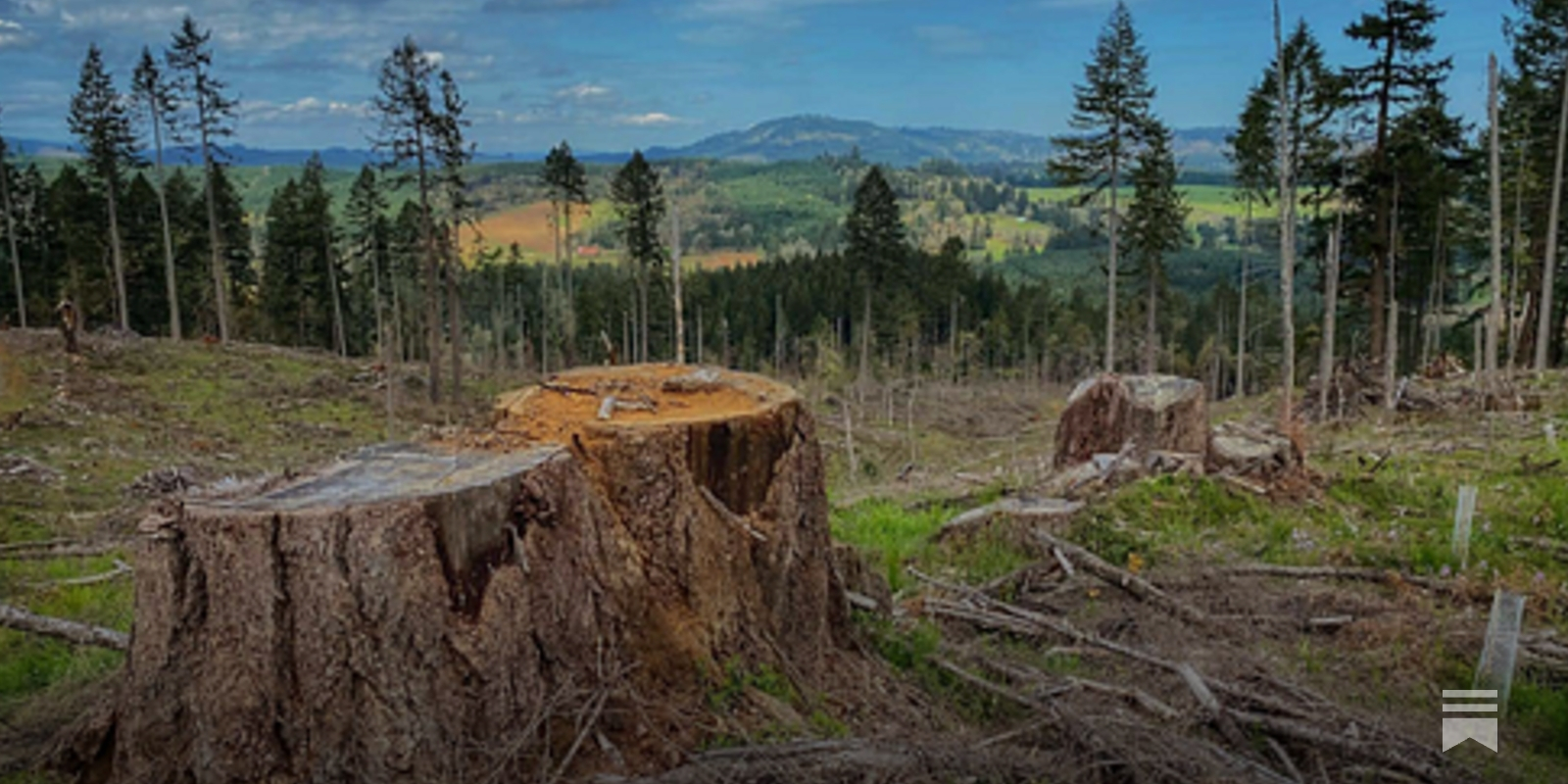 All Logging on National Forests Is Worth Less Than Two Home Depot Stores