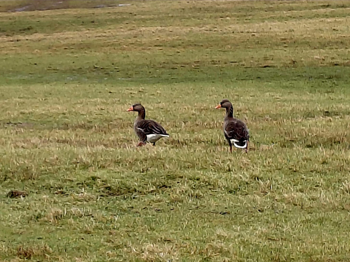 A photo of two geese walking across a grassy field