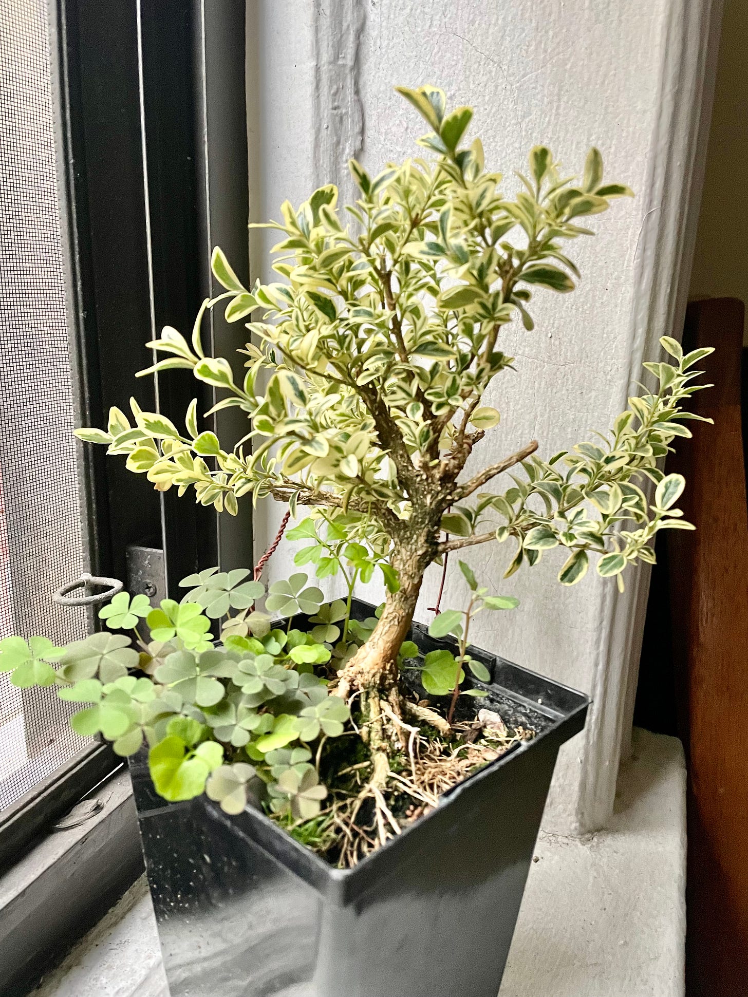 Image description: photo of a variegated boxwood pre-bonsai. End image description.