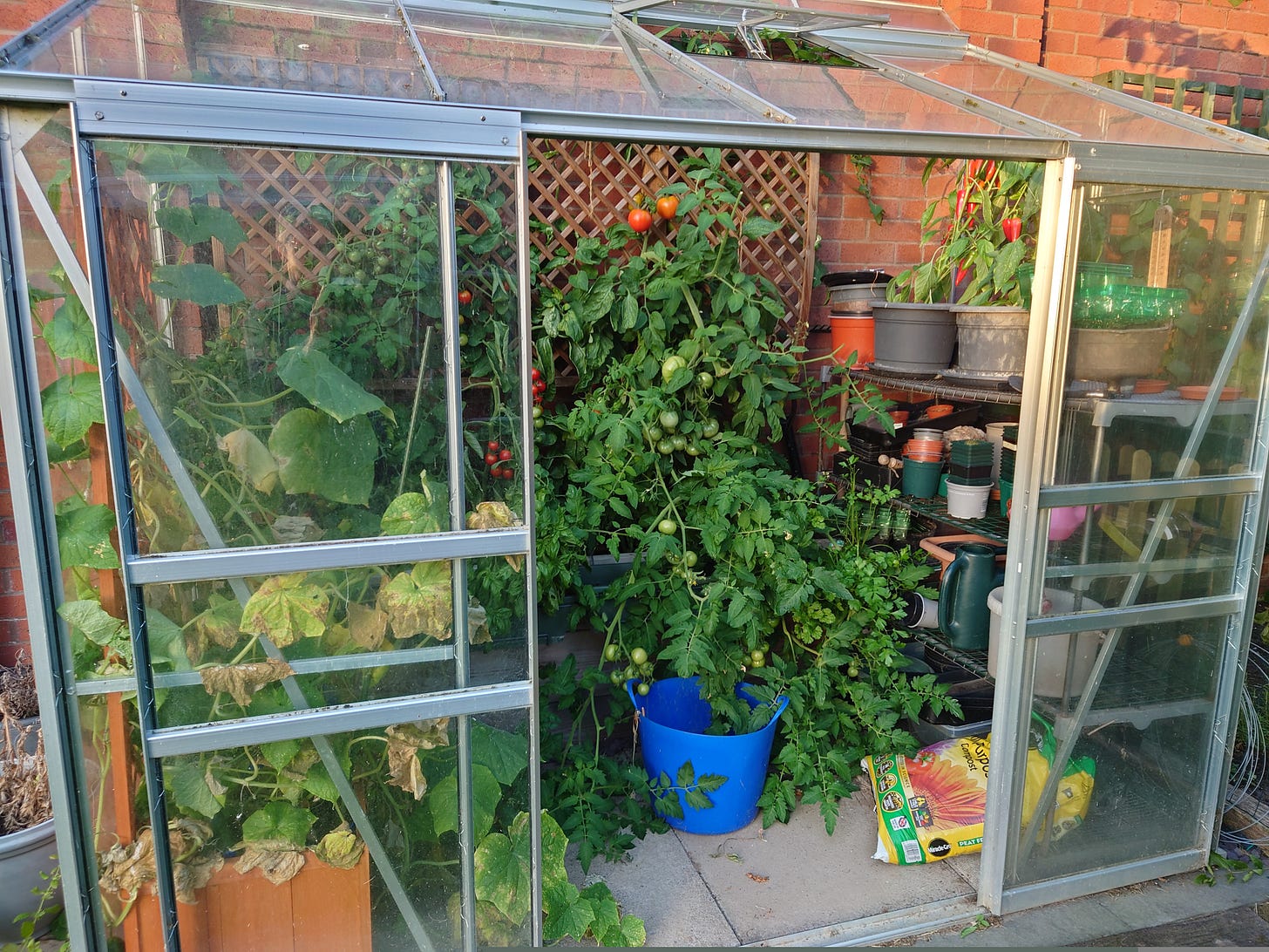 Greenhouse dominated by tomato plants conquering most of it, with cucumber plants along the left wall and pepper plants in pots on shelves that line the right wall