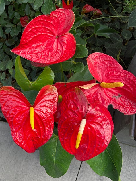 Some of the flora in the tropical biome